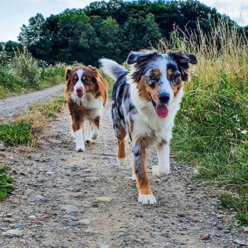 Bild mit Therapiehunden