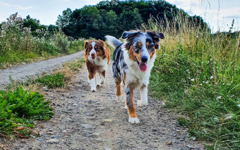 Bild mit Therapiehunden