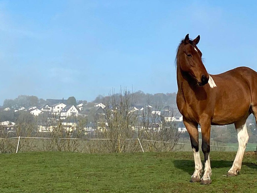 Buddy, unser Therapiepferd