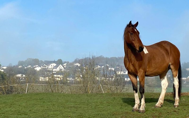 Buddy, unser Therapiepferd